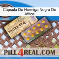 Cápsula De Hormiga Negra De África new06